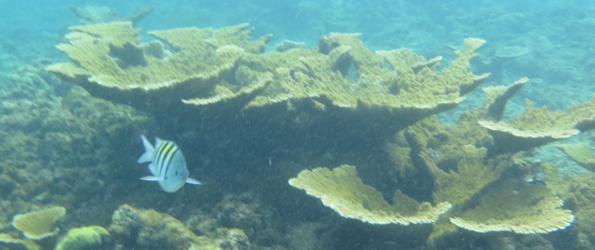 Unterwasserwelt am Korallenstrand (Playa Coral) nahe Varadero