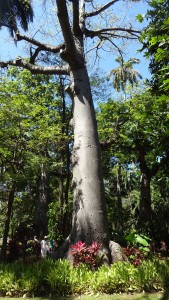 Ceiba im botanischen Garten