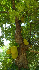 Jackfruchtbaum mit großen und stachligen Früchten