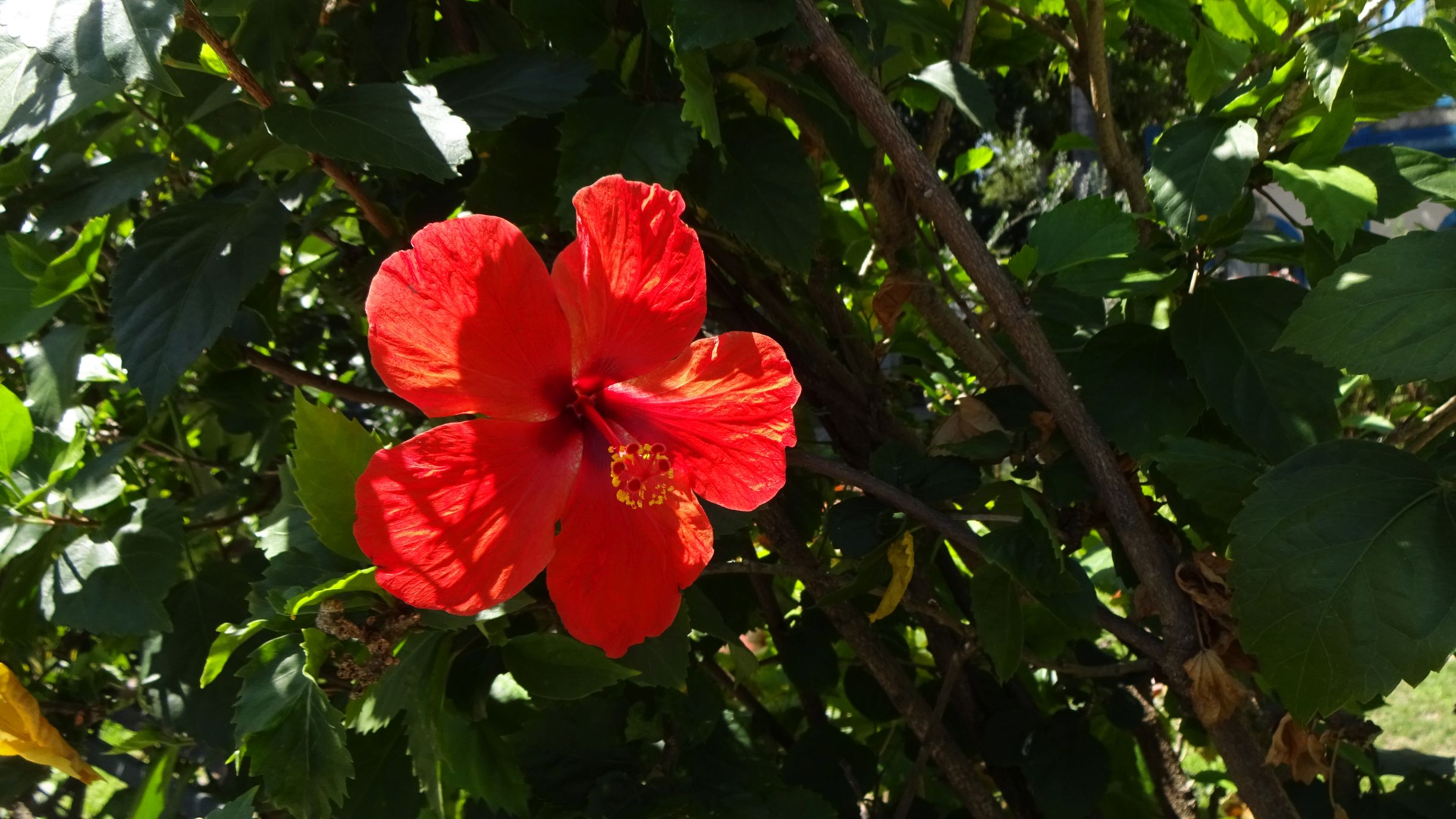 rote Hibiskusblüte